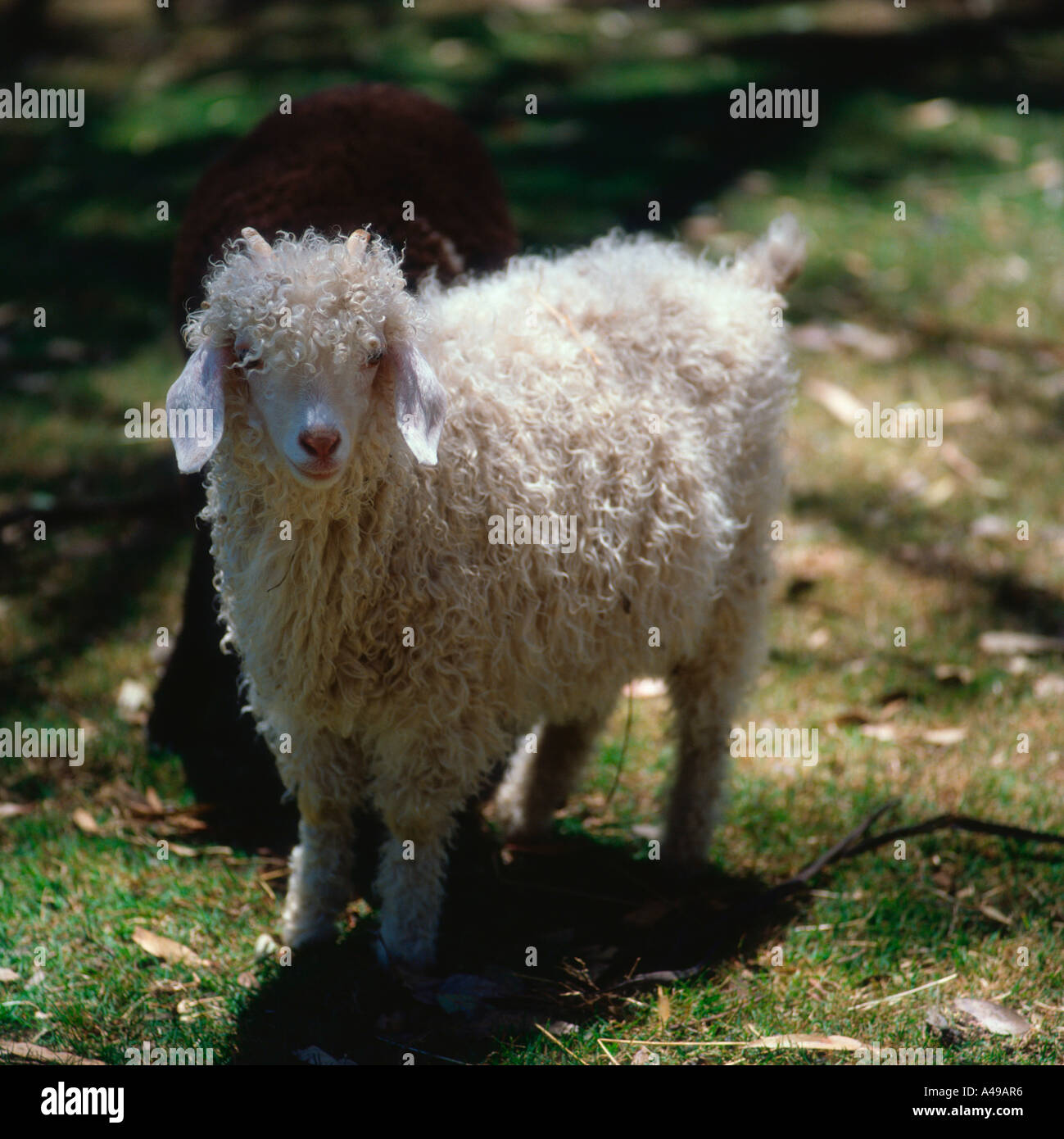 Angora Goat / Mohair Goat Stock Photo
