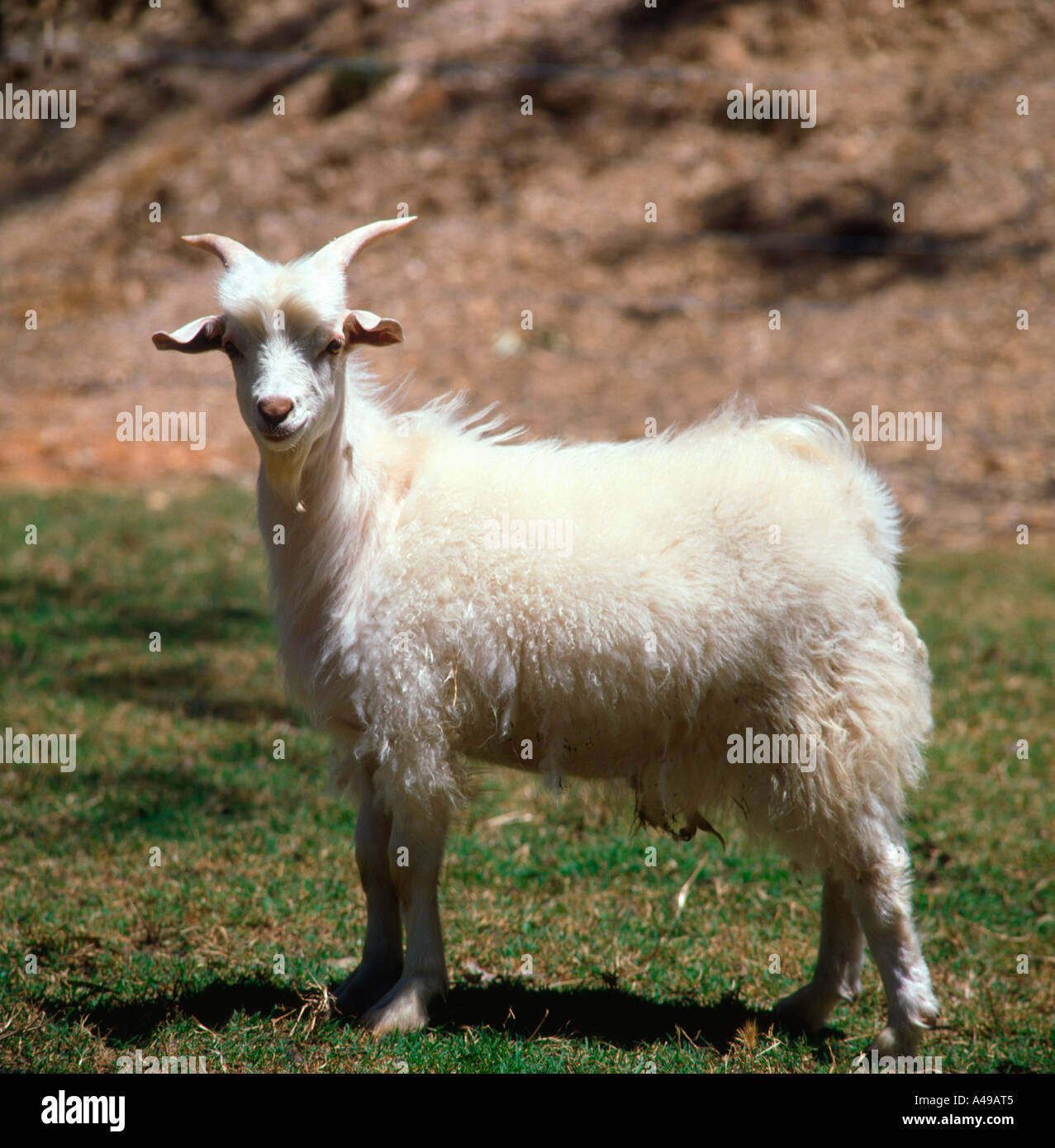Angora Goat / Mohair Goat Stock Photo