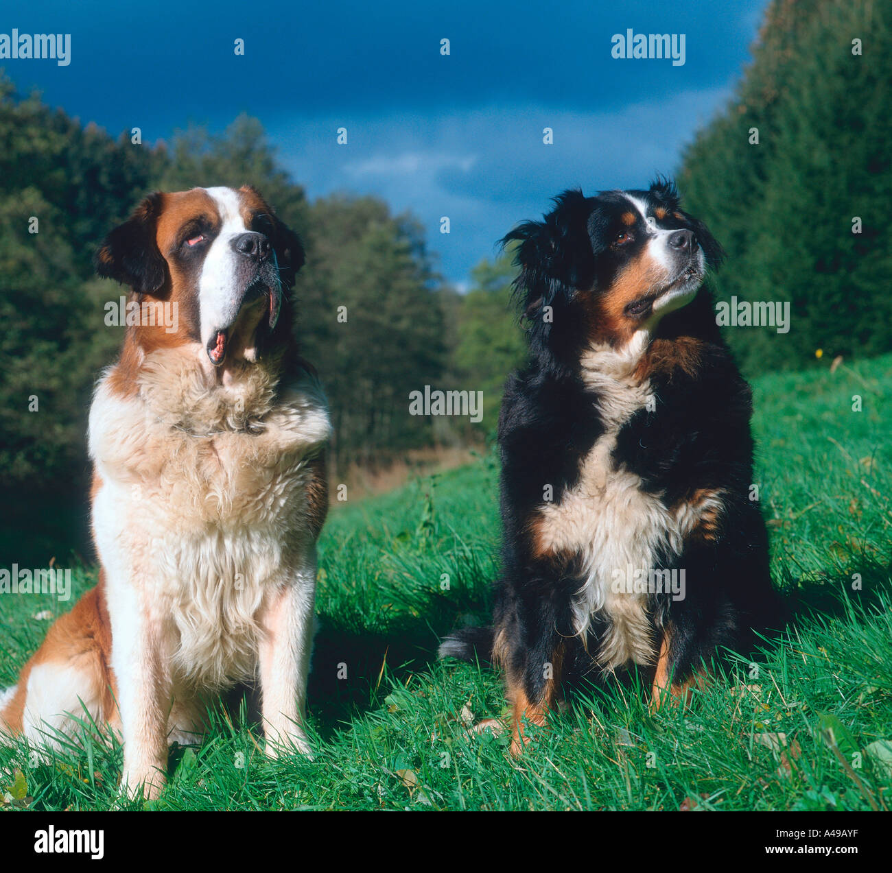 Bernese Mountain Dog Vs St Bernard Whats The Difference