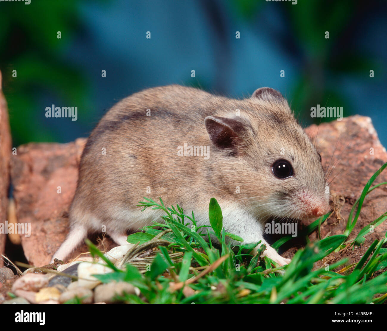 Russian Dwarf Hamster Stock Photo Alamy