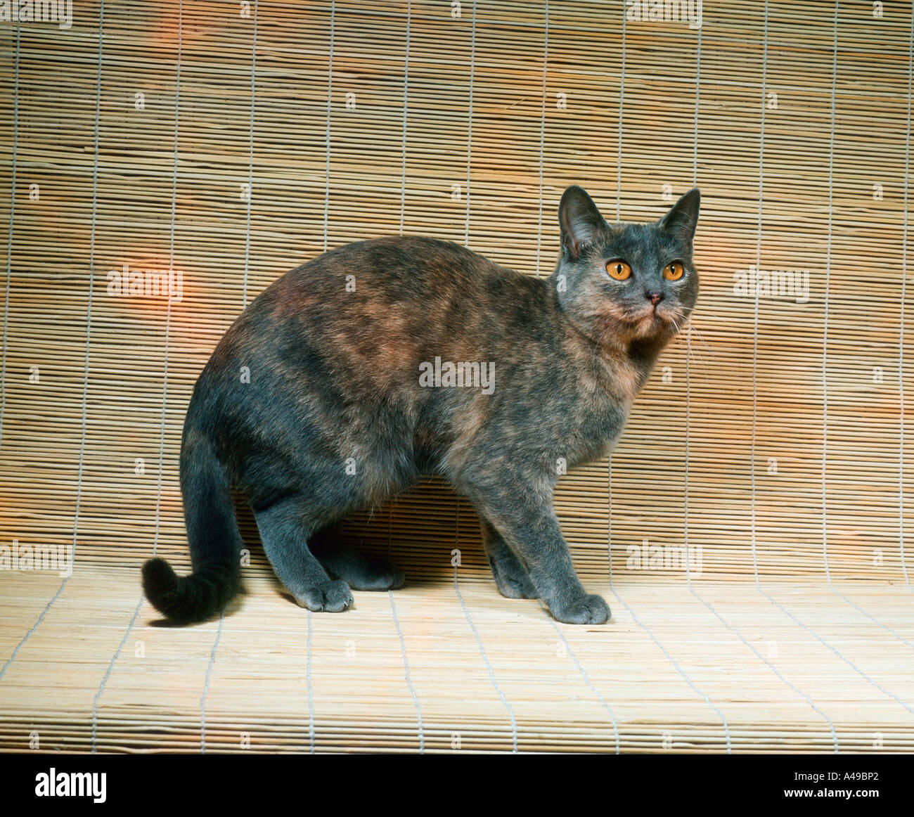 European Shorthair Cat Stock Photo