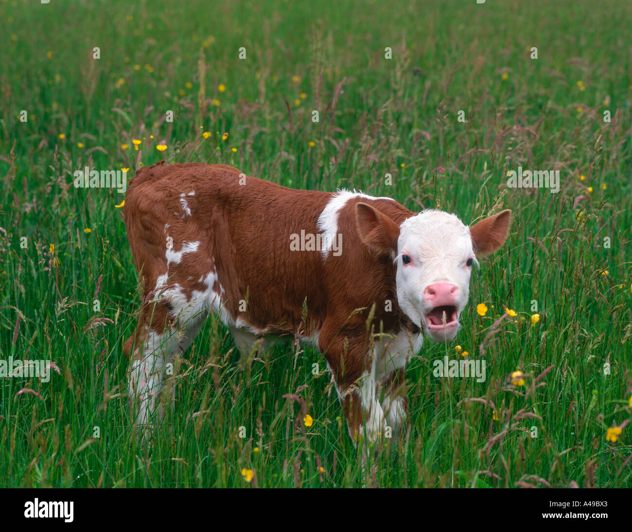 Wallad Rind Cattle / Hinterwaelder Rind Stock Photo - Alamy