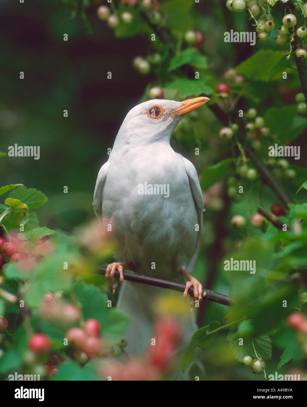 Blackbird Stock Photo