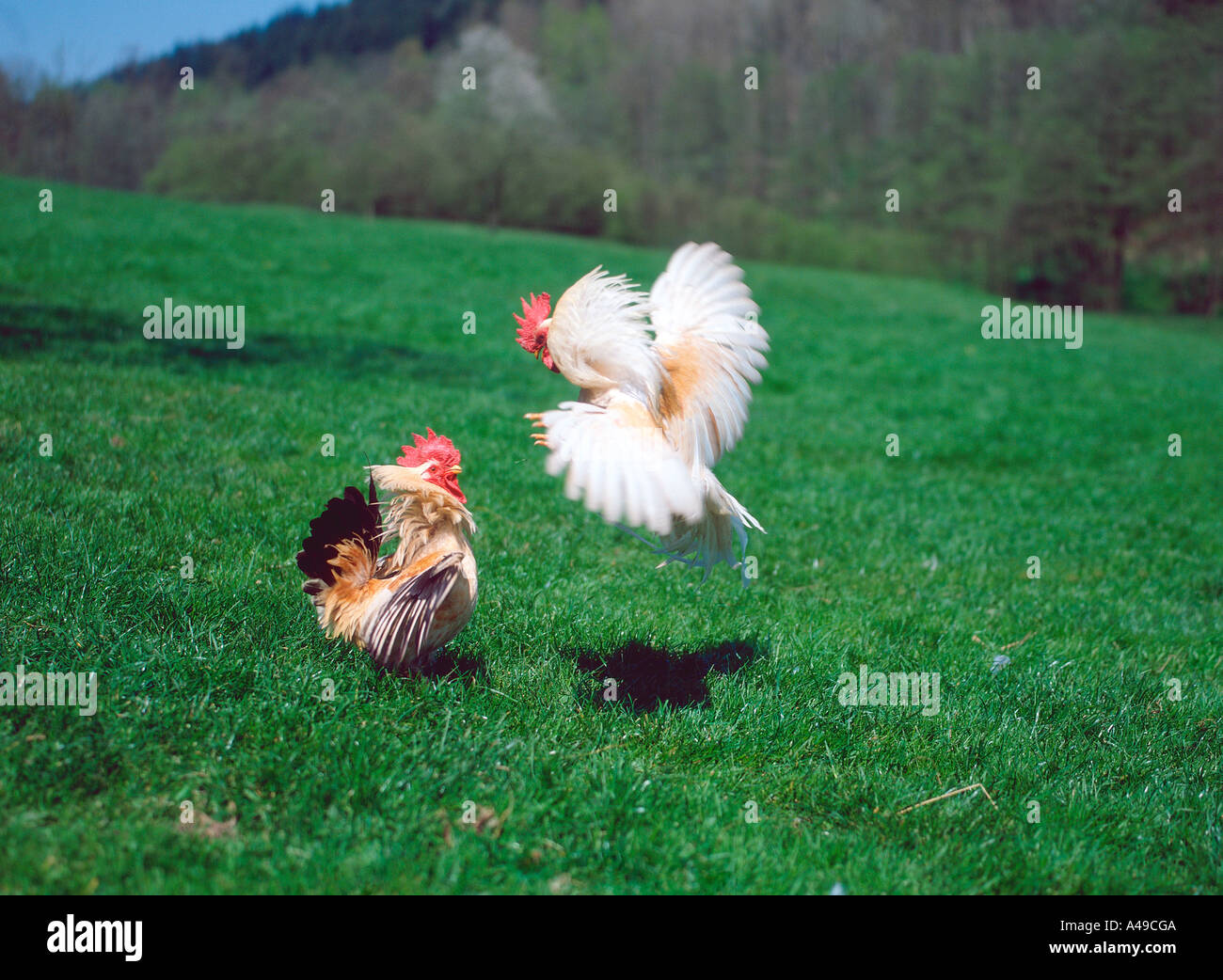 Domestic Fowl / Rooster / Chicken Stock Photo