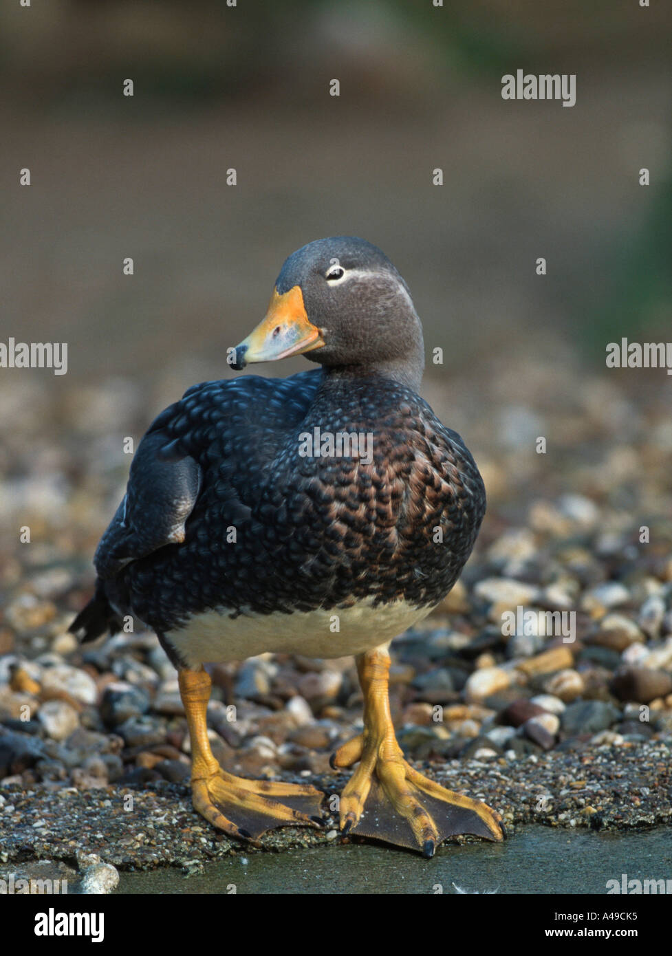 Falkland Island Flightless Steamer Duck Stock Photo Alamy