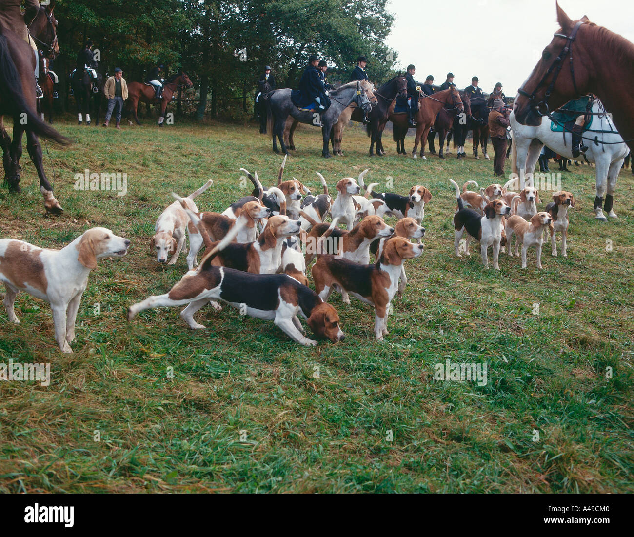 Beagle pack Stock Photo Alamy