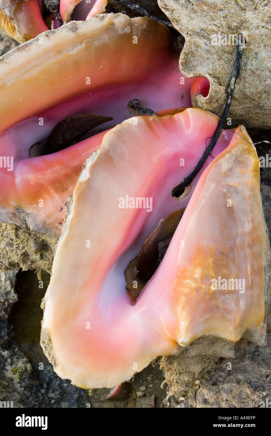 USA Florida Keys Colorful Conch Shells on rocky shoreline atlantic ocean Stock Photo