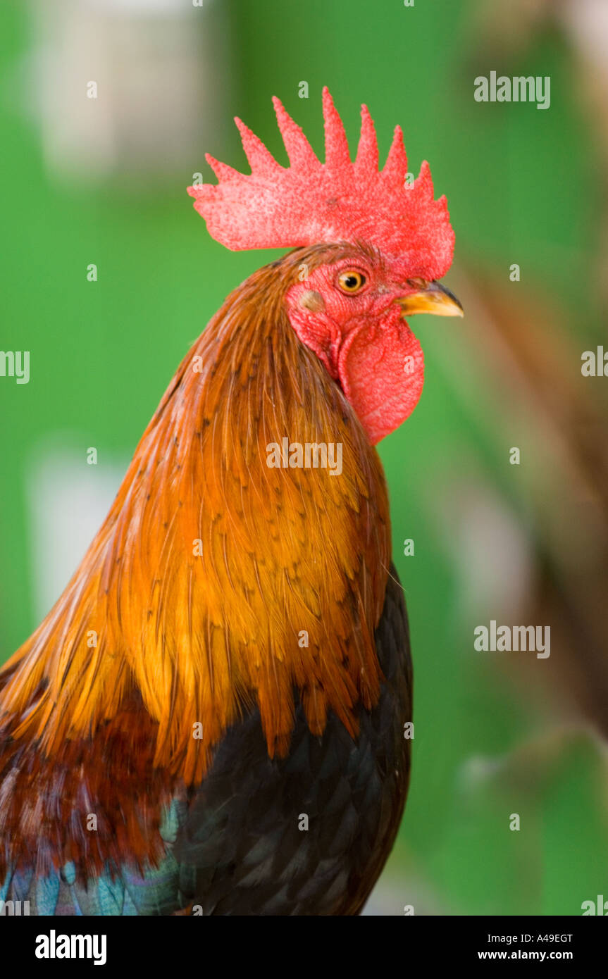 USA Florida Keys Free roaming Cokeral Chicken in Key West Stock Photo