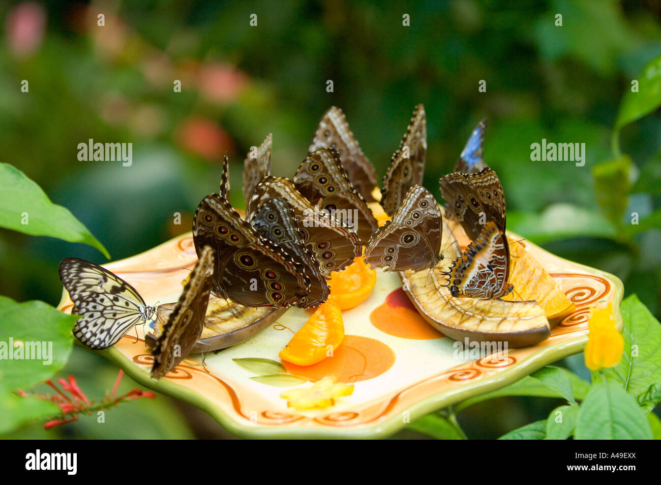 USA Florida Keys The Key West Butterfly Nature Conservancy Visitor
