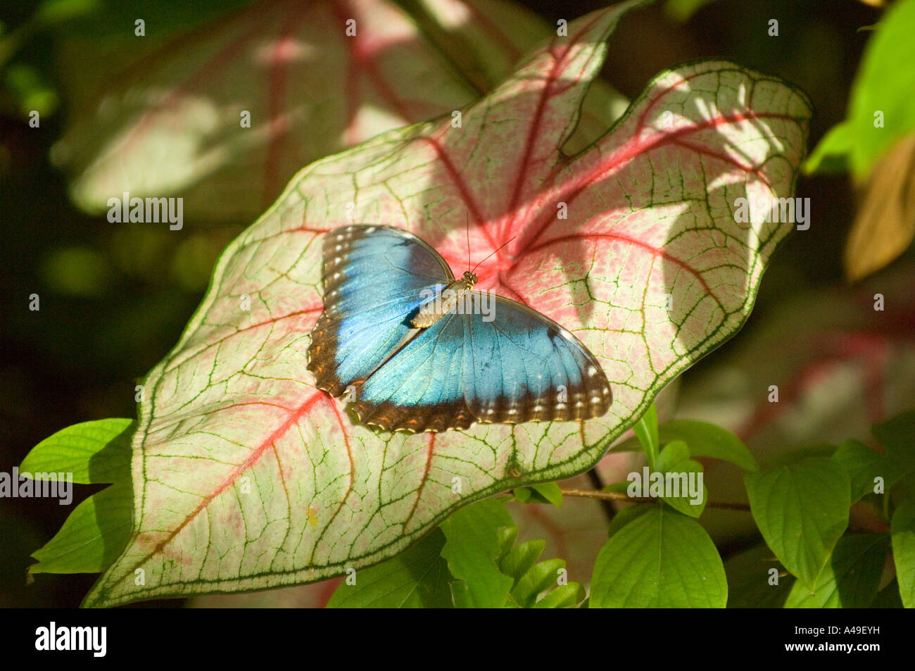 USA Florida Keys The Key West Butterfly Nature Conservancy Visitor