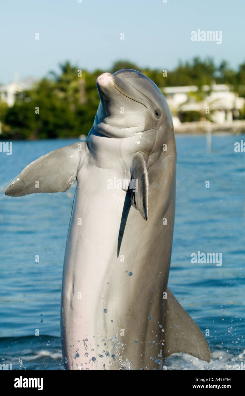 USA Florida Keys Dolphins entertaining at Dolphin Research Center Grassy Key Floirda Stock Photo