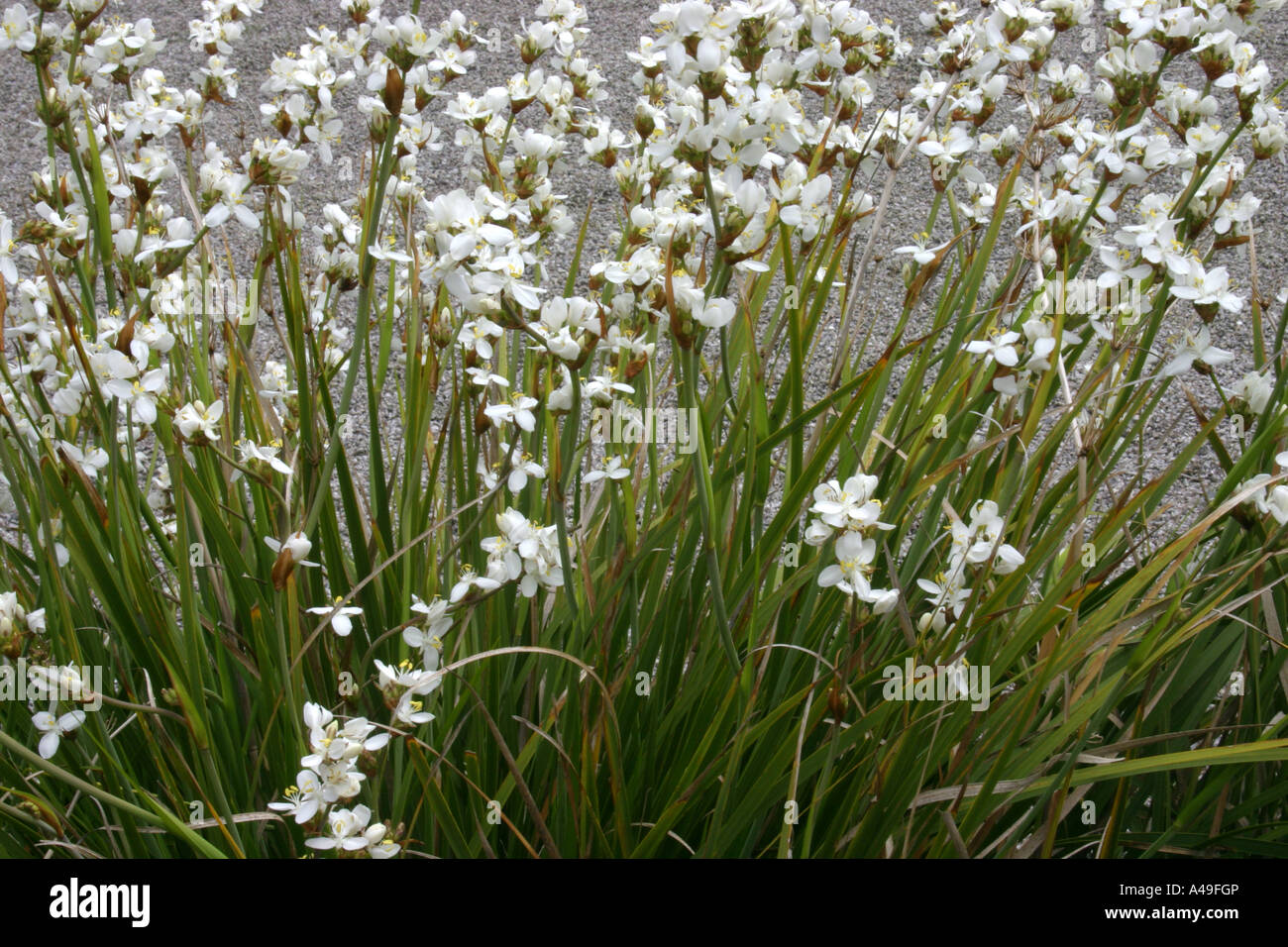 white flowers of Libertia chilensis (syn. Libertia grandiflora) Stock Photo