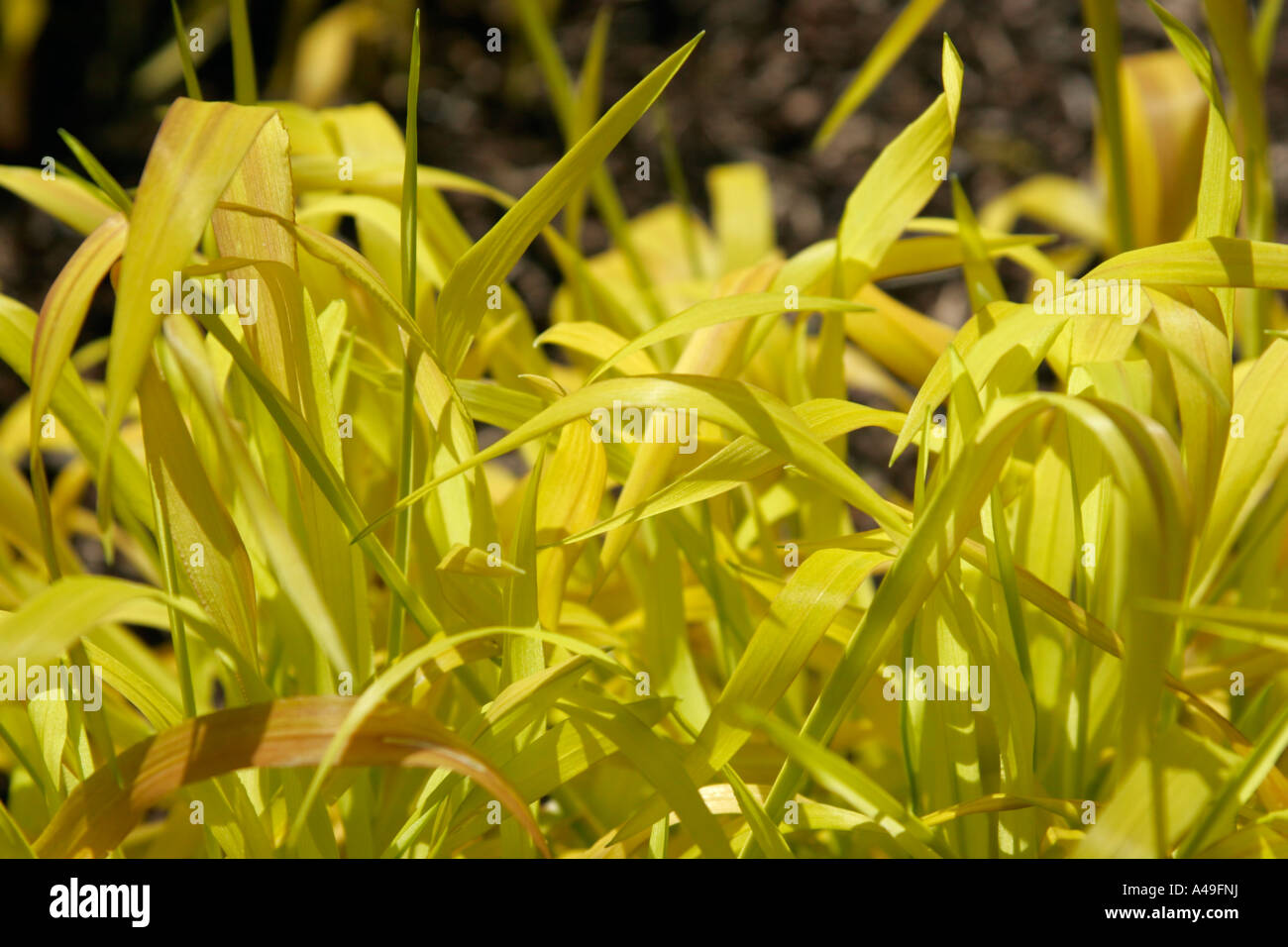 Milium effusum Aureum or Bowles Golden Grass Stock Photo