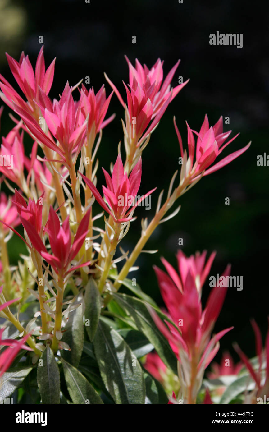 New growth of pink leaves of garden shrub Pieris Forest Flame. Stock Photo