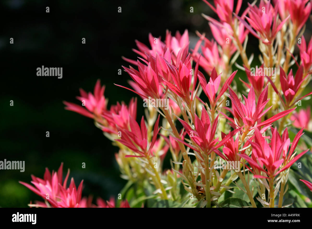New growth of pink leaves of garden shrub Pieris Forest Flame. Stock Photo