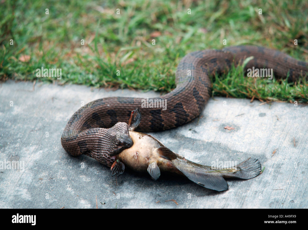 Brown Water Snake Stock Photo Alamy