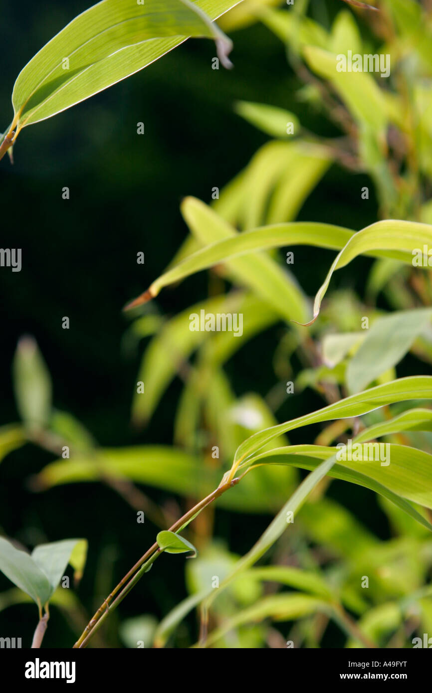 Leaves of Phyllostachys aurea or Golden bamboo Yellow Bamboo Stock Photo