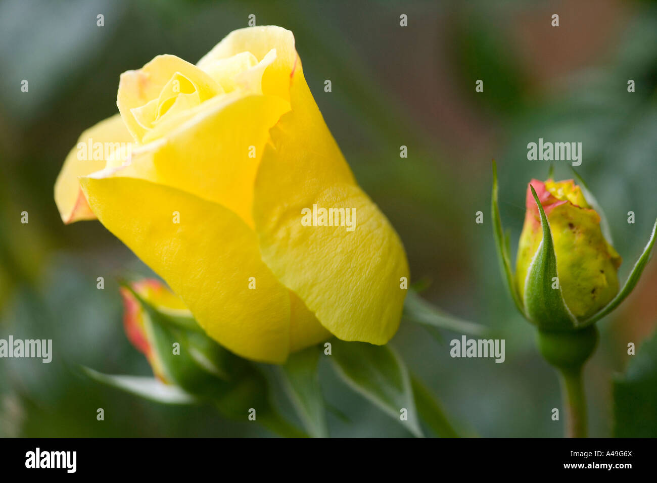 Yellow rose and rosebuds Stock Photo Alamy