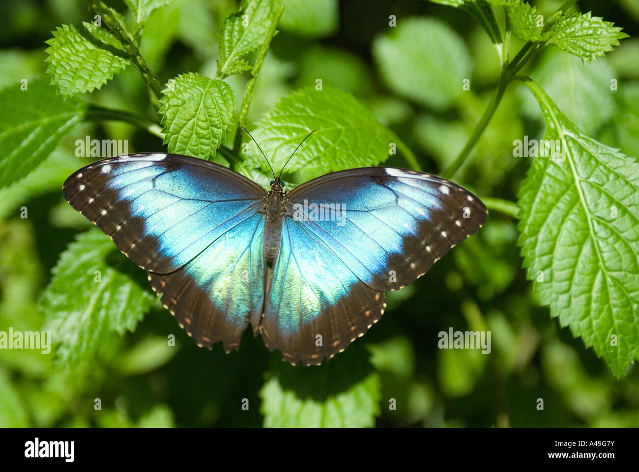 USA Florida Keys The Key West Butterfly Nature Conservancy Visitor