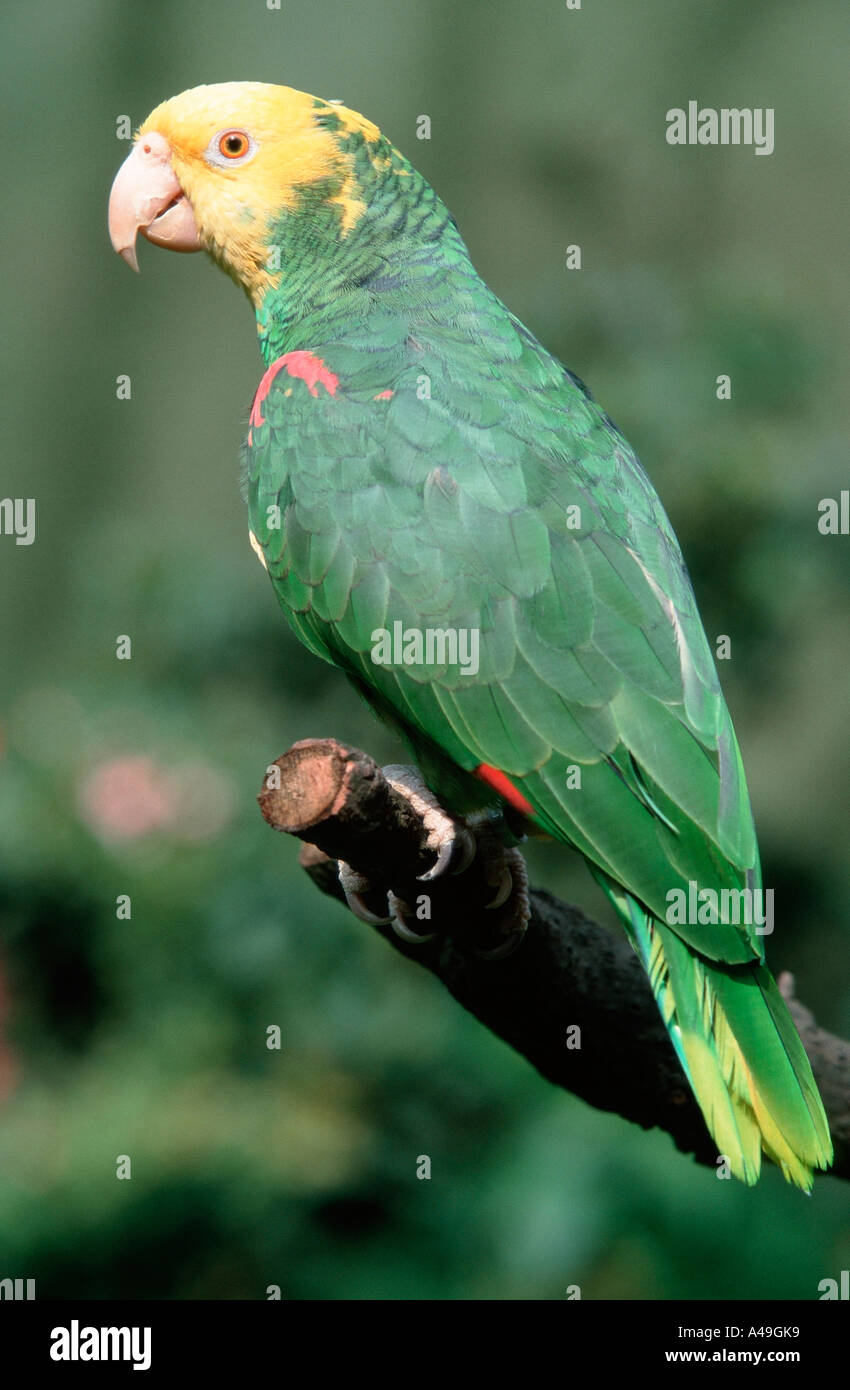 Double Yellowheaded Amazon Stock Photo Alamy