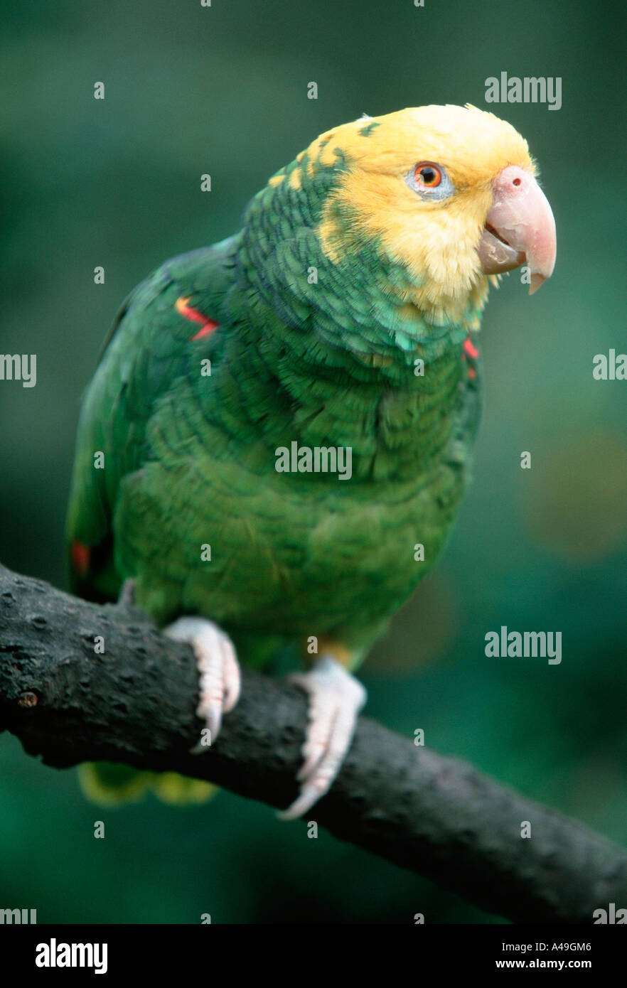 Double Yellowheaded Amazon Stock Photo Alamy