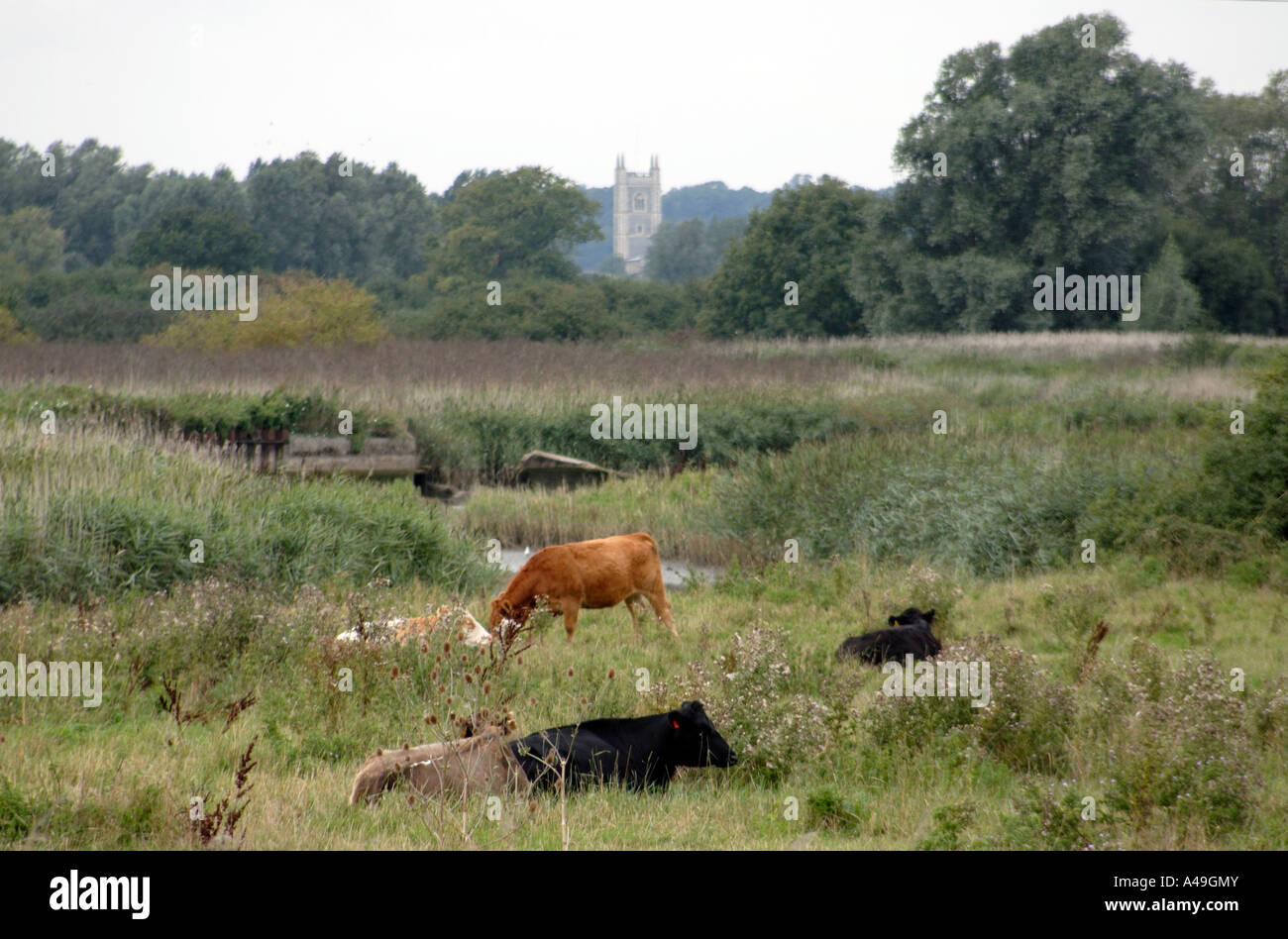 Cows feed on the banks of the River Stour in the centre of Constable Country Stock Photo