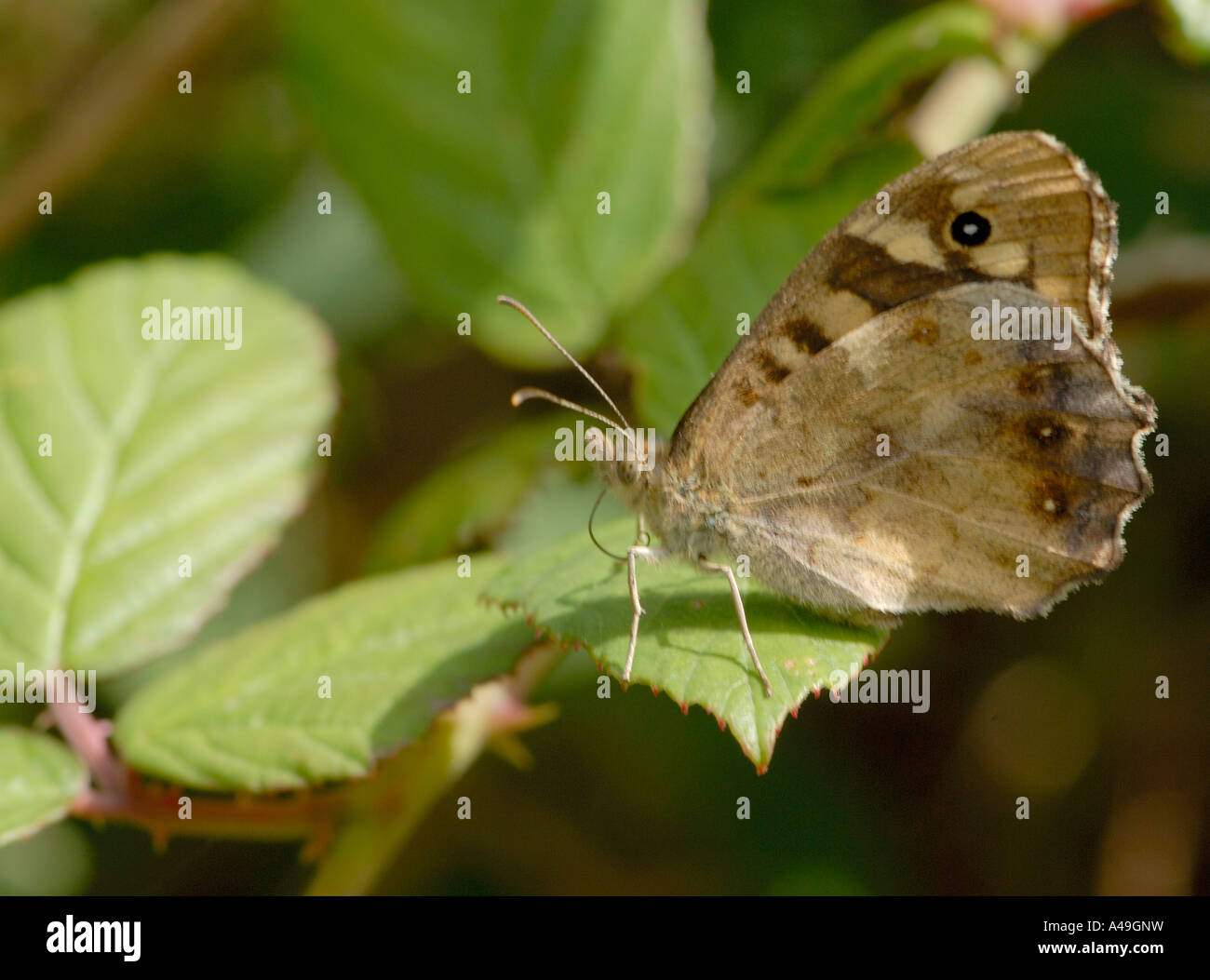A Speckled Wood butterfly Pararge aegeria rests with closed wings on blackberry leaves Stock Photo