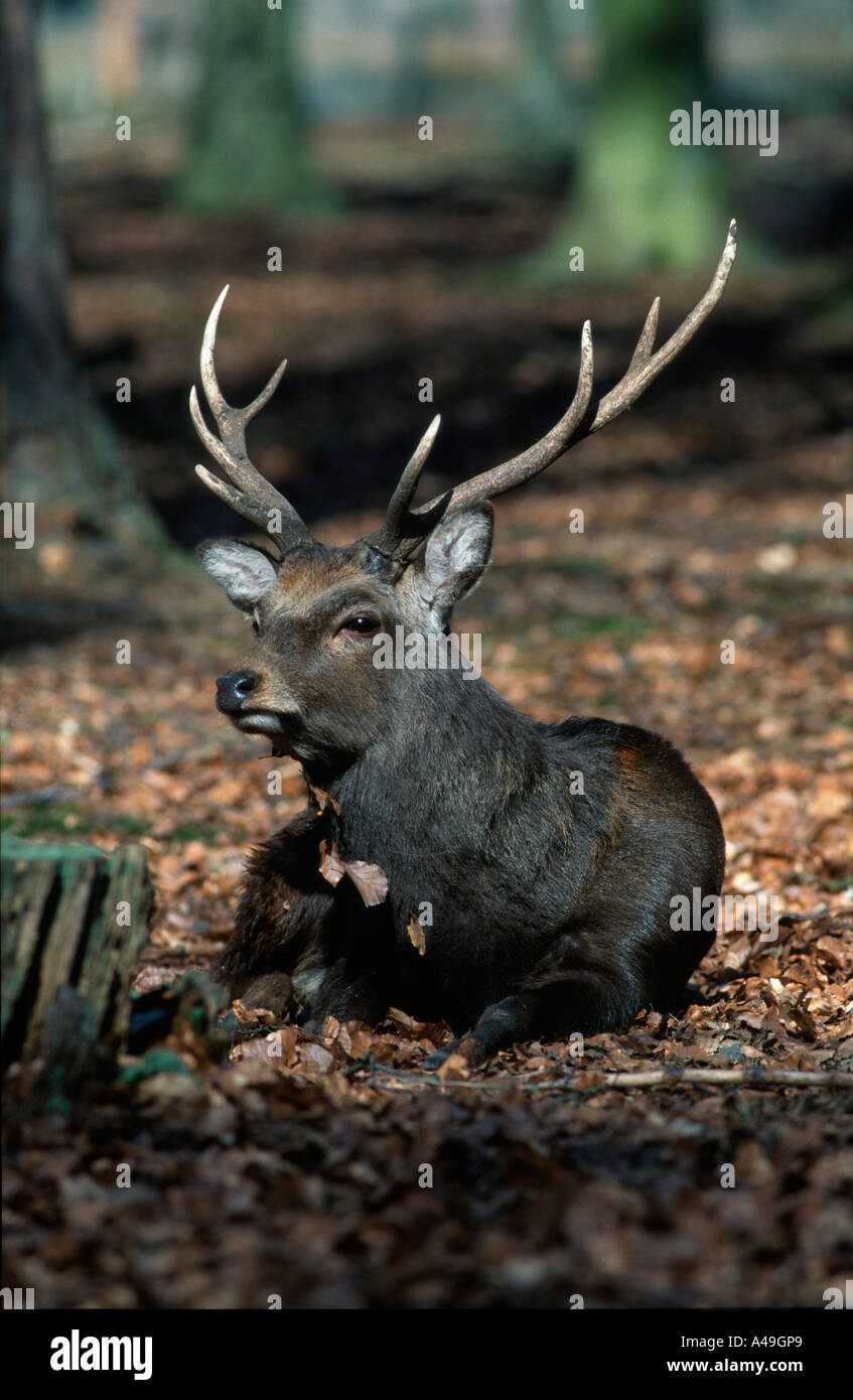 Sika Deer / Sika-Hirsch Stock Photo