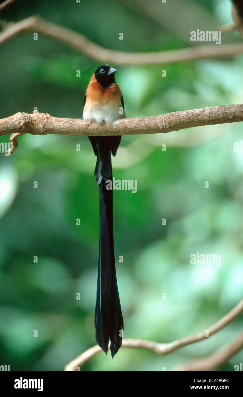 Paradise whydah birds hi-res stock photography and images - Alamy