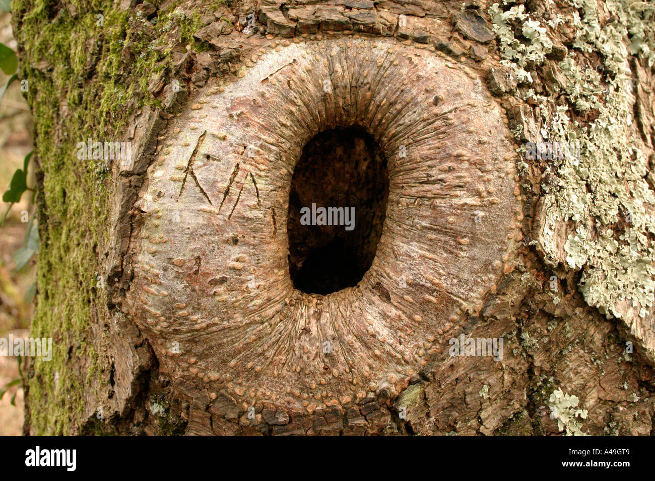 old branch hole in tree Stock Photo