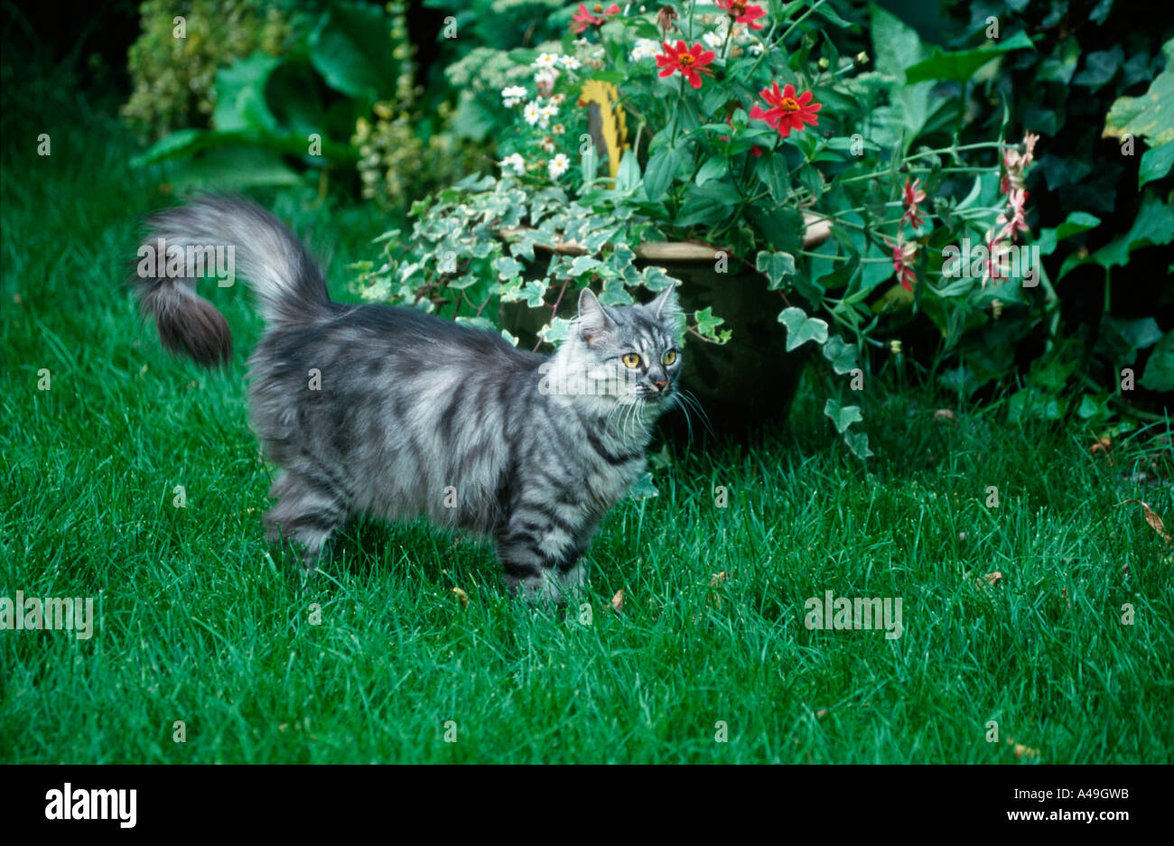 Norwegian Forest Cat Stock Photo Alamy