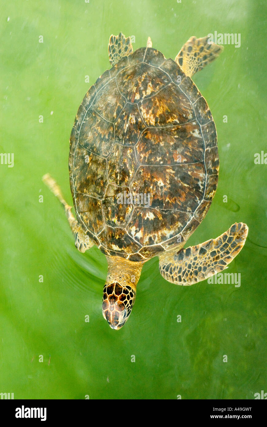 USA Florida Keys Injured Hawksbill Turtle in rehabilition tank The Turtle Hospital Marathon Fl Stock Photo