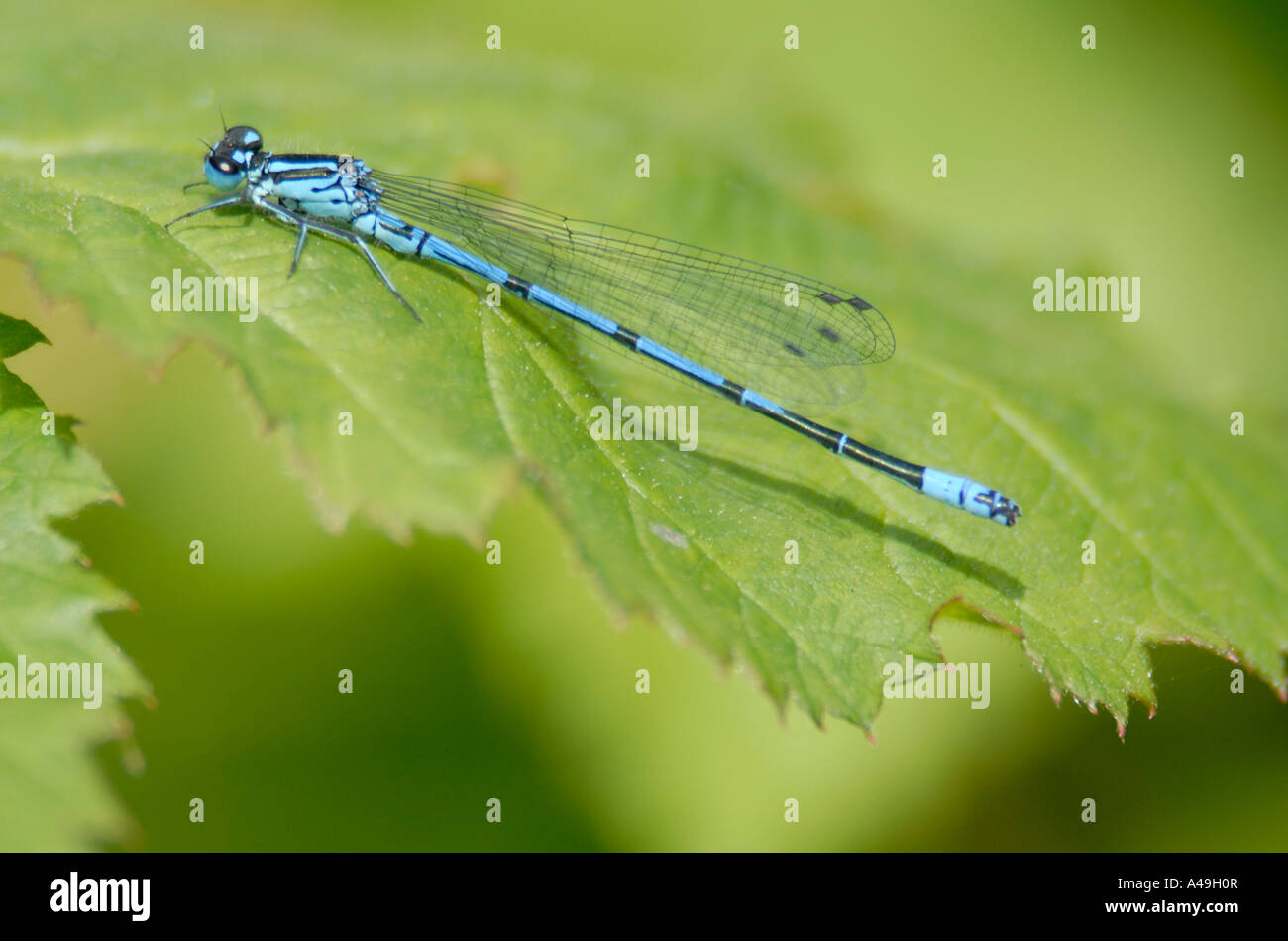 A blue damselfly probably a male Azure Damselfly also known as Azure Bluet Coenagrion puella rests on a leaf Stock Photo