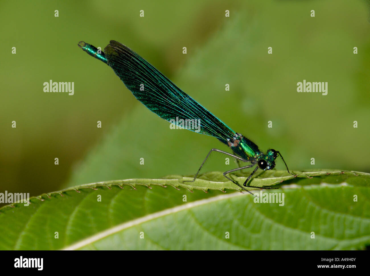 A metallic green damselfly probably a female Banded Demoiselle ...