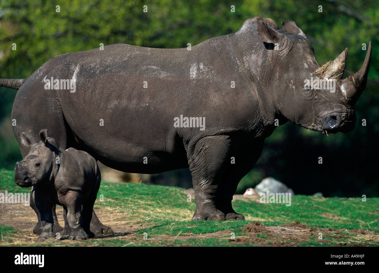 White Rhinoceros / Weisses Nashorn / Breitmaulnashorn Stock Photo