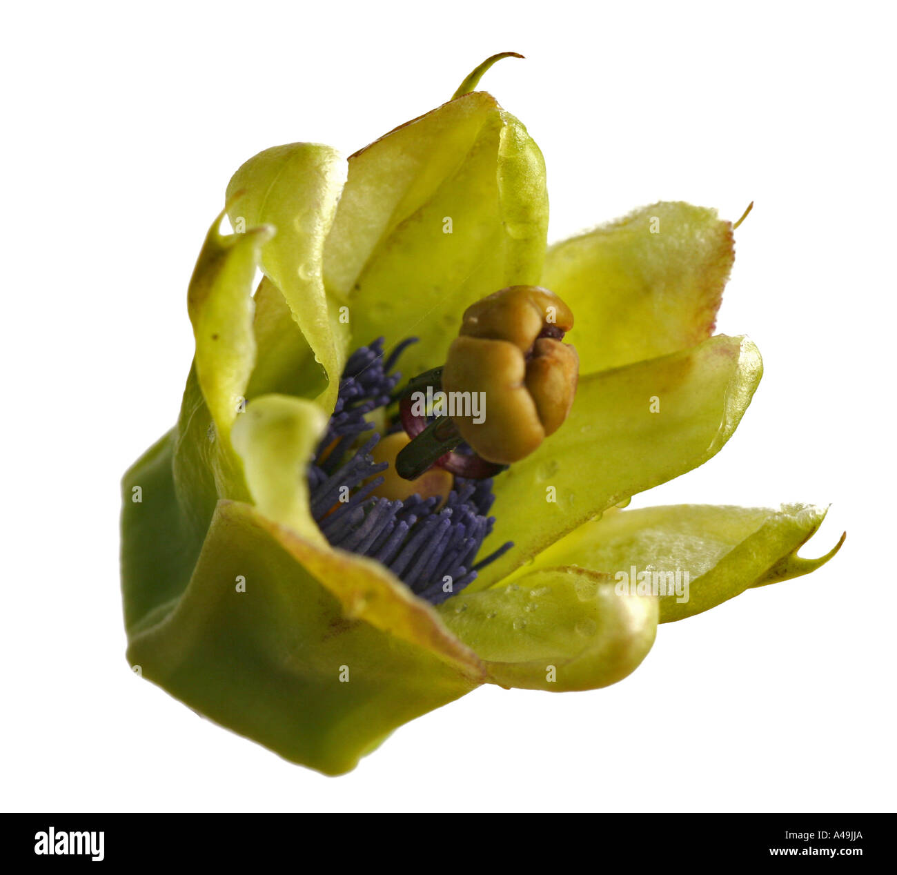 PASSION FLOWER PASSIFLORA CAERULEA Stock Photo Alamy