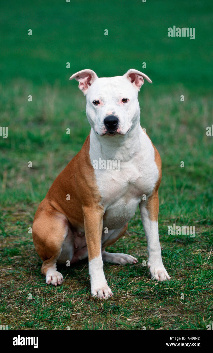 American Staffordshire Terrier / Pitbull Stock Photo