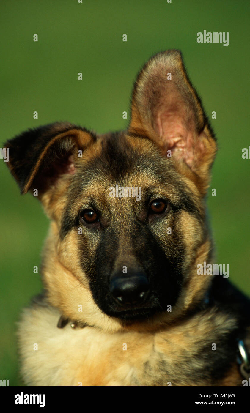 German Shepherd / Alsatian Stock Photo