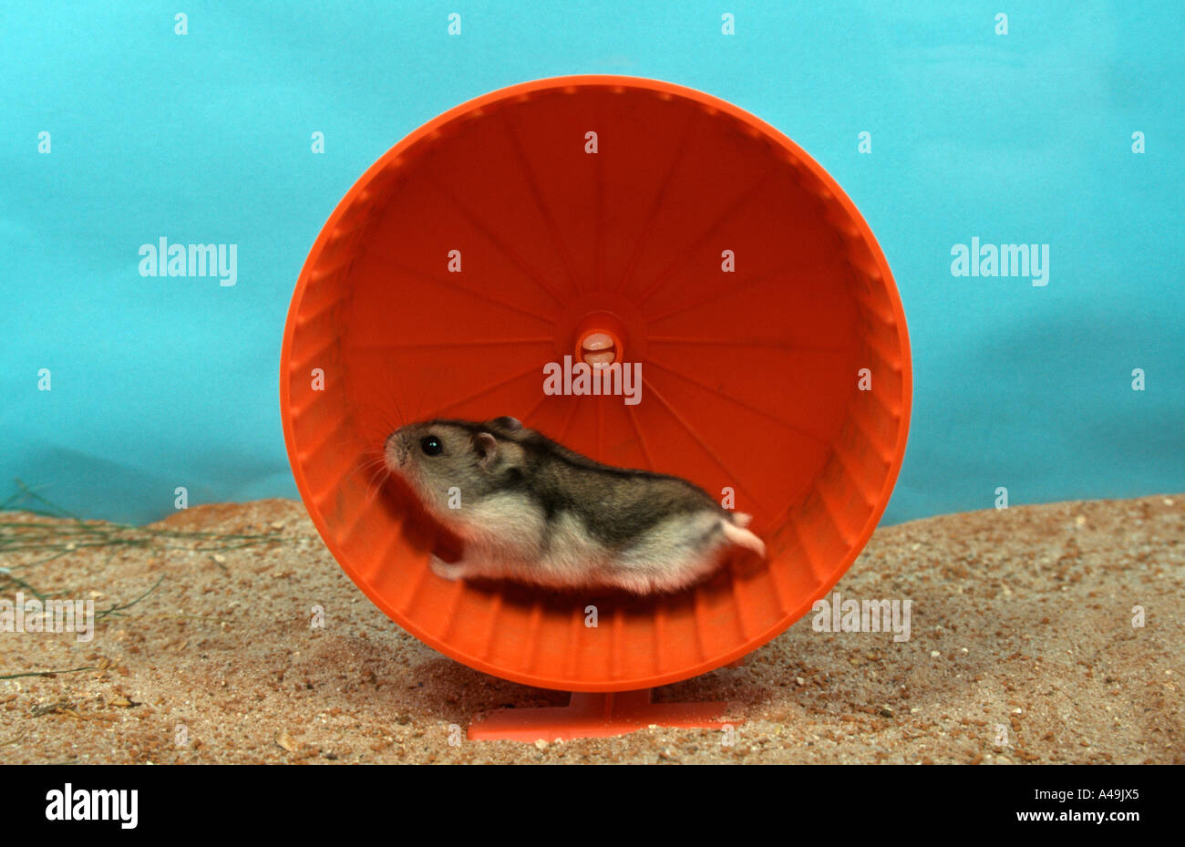 Dwarf Hamster / Siberian Hamster / Russian Hamster Stock Photo Alamy