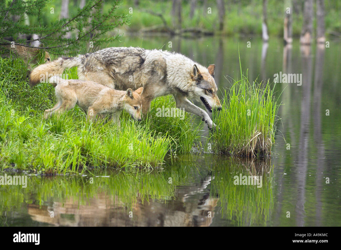 Timber Wolf / Timber-Wolf Stock Photo - Alamy