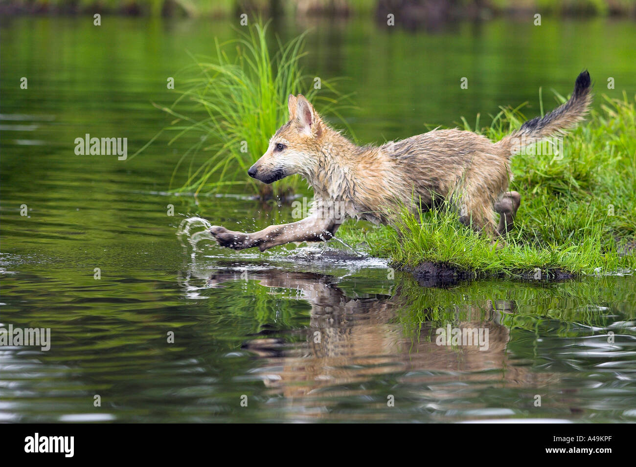 Timber Wolf / Timber Wolf Stock Photo Alamy Timber Wolf / Timber Wolf Stock Photo Alamy