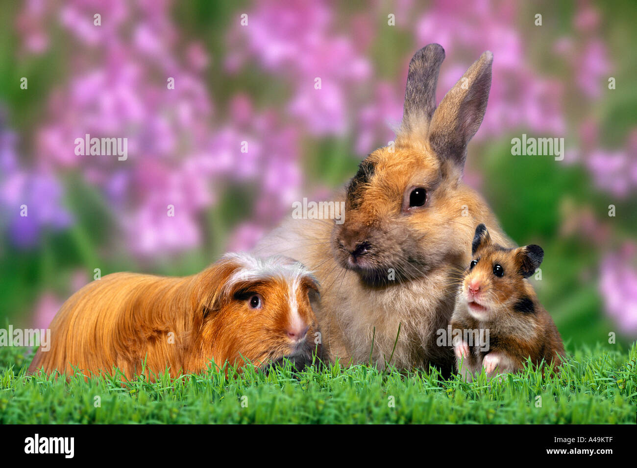 Guinea Pig, Rabbit, Golden Hamster Stock Photo Alamy