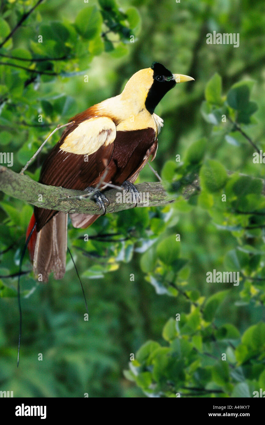 Red BirdofParadise Stock Photo Alamy