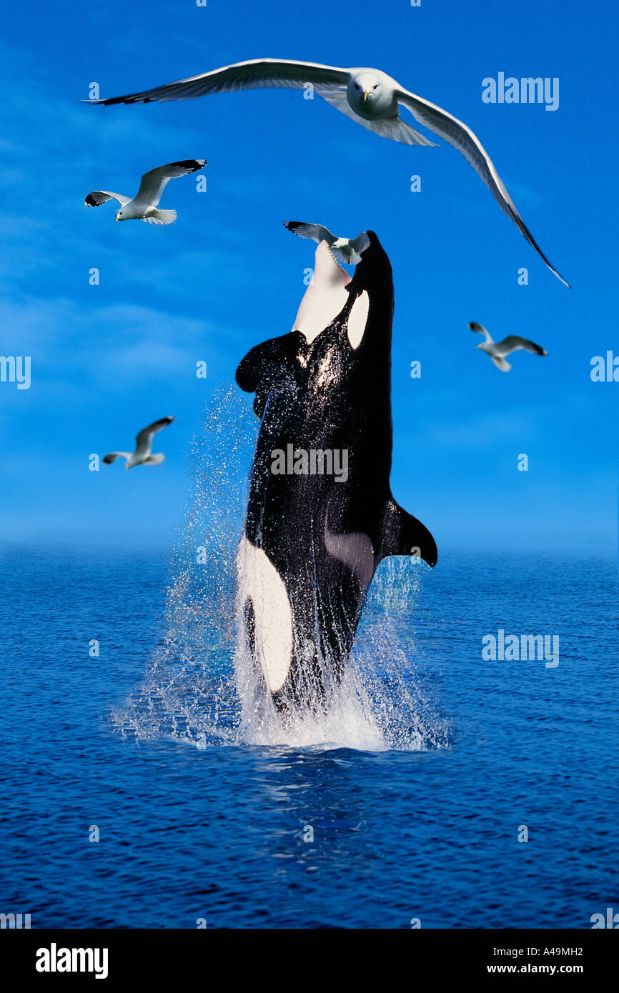 Orca / Killerwhale Stock Photo - Alamy