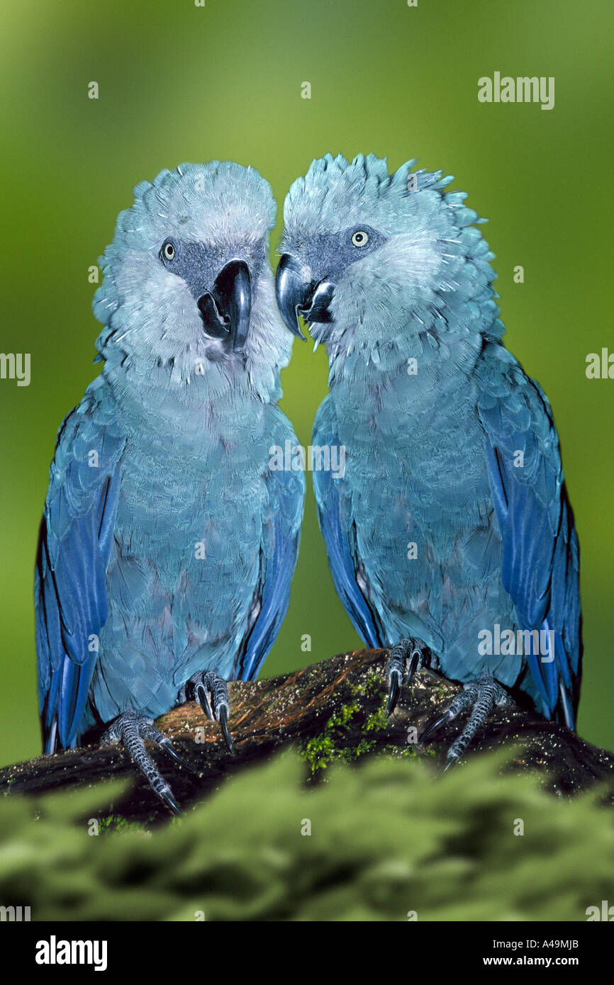 Spix's Macaw Stock Photo - Alamy