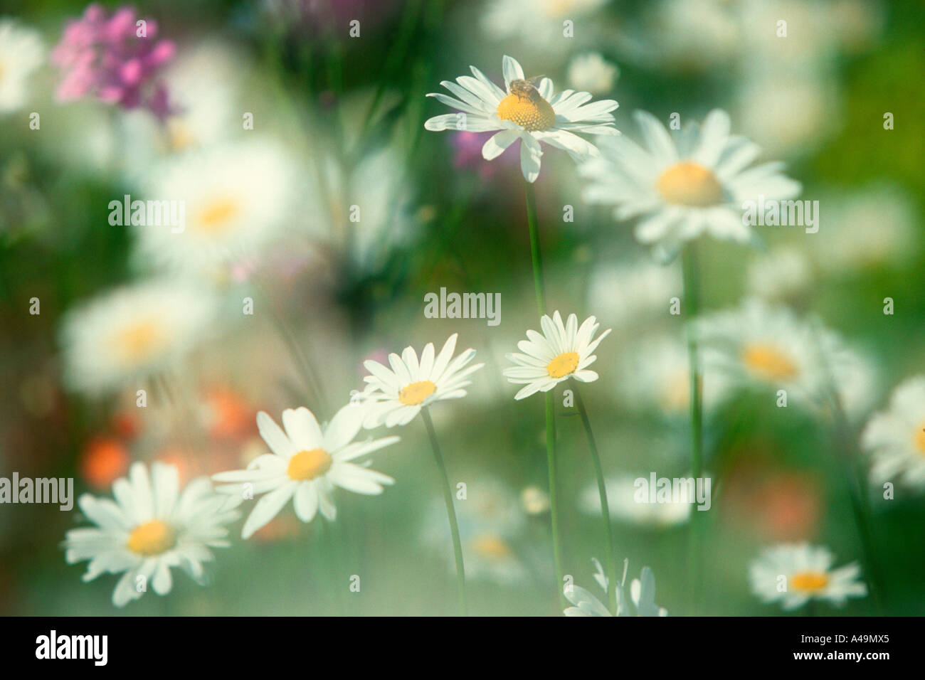 Meadow with flowers / Blumenwiese Stock Photo