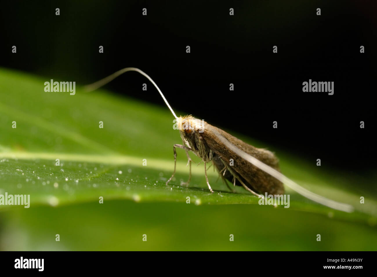 Fairy Long Horn Moth (nemophora adelidae) Stock Photo