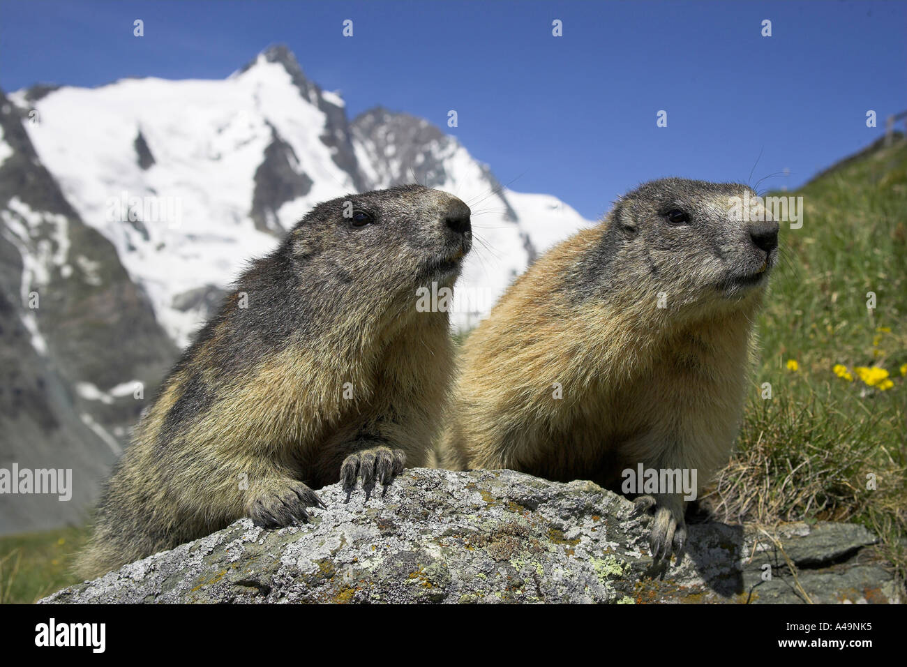 Alpine Marmot / Alpenmurmeltier / Murmeltier Stock Photo