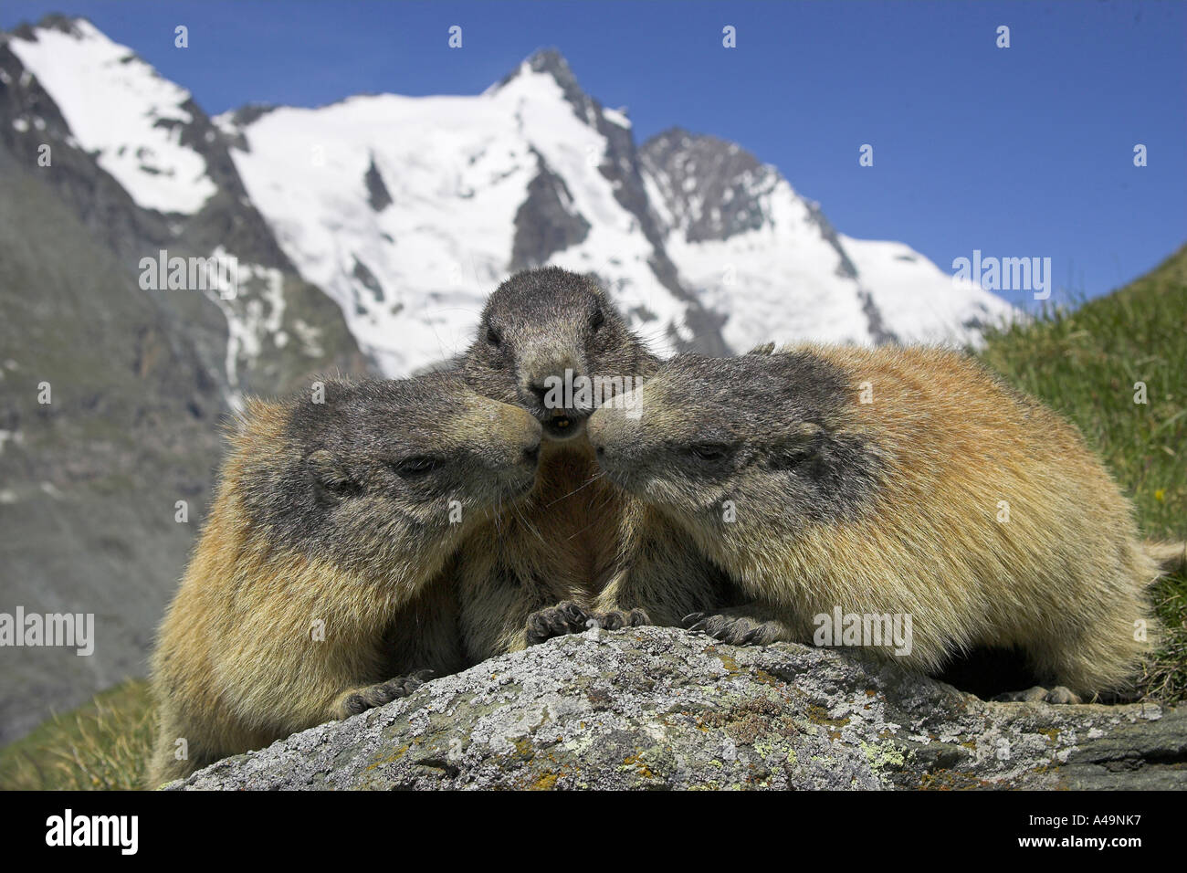 Alpine Marmot / Alpenmurmeltier / Murmeltier Stock Photo