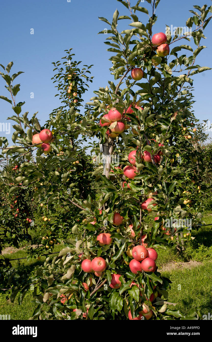 Apple / Pitty Stock Photo - Alamy